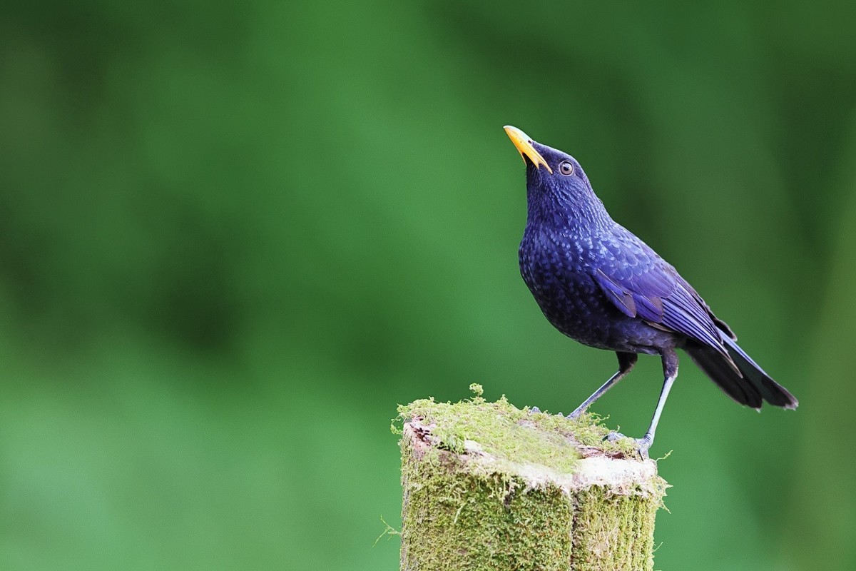 百花岭的大林鸟