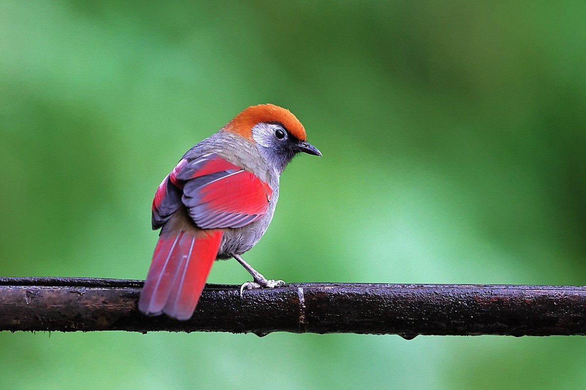 百花岭的大林鸟