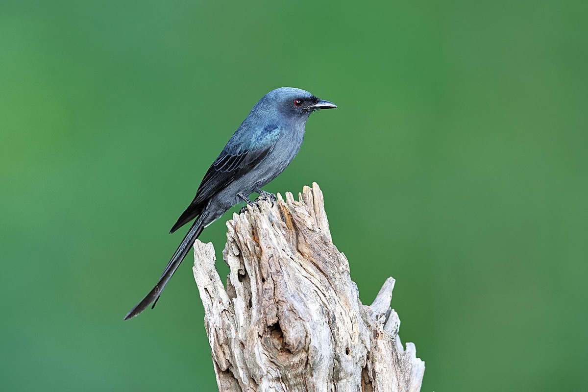 百花岭的大林鸟