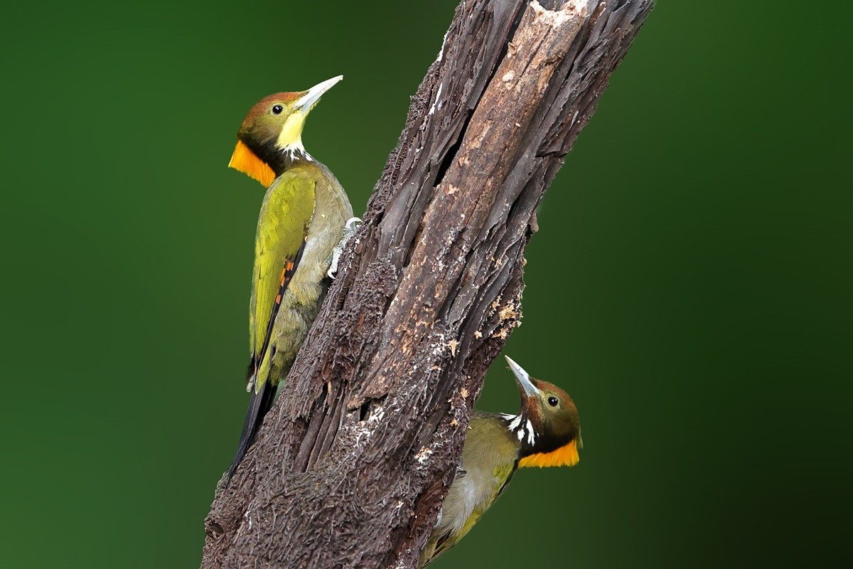 百花岭的大林鸟