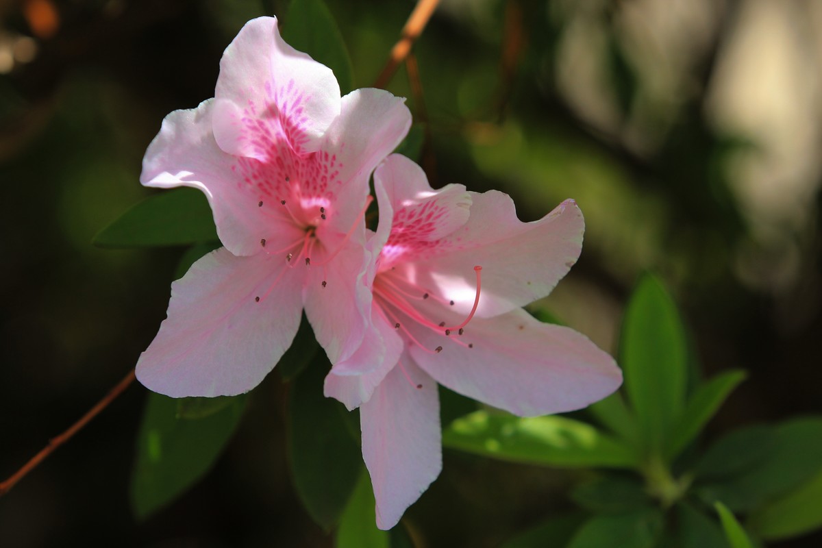 拍摄花卉一（478）