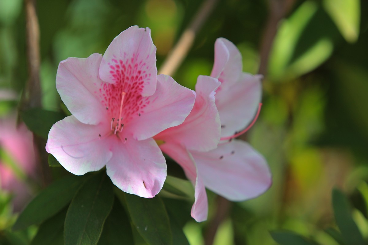 拍摄花卉一（478）