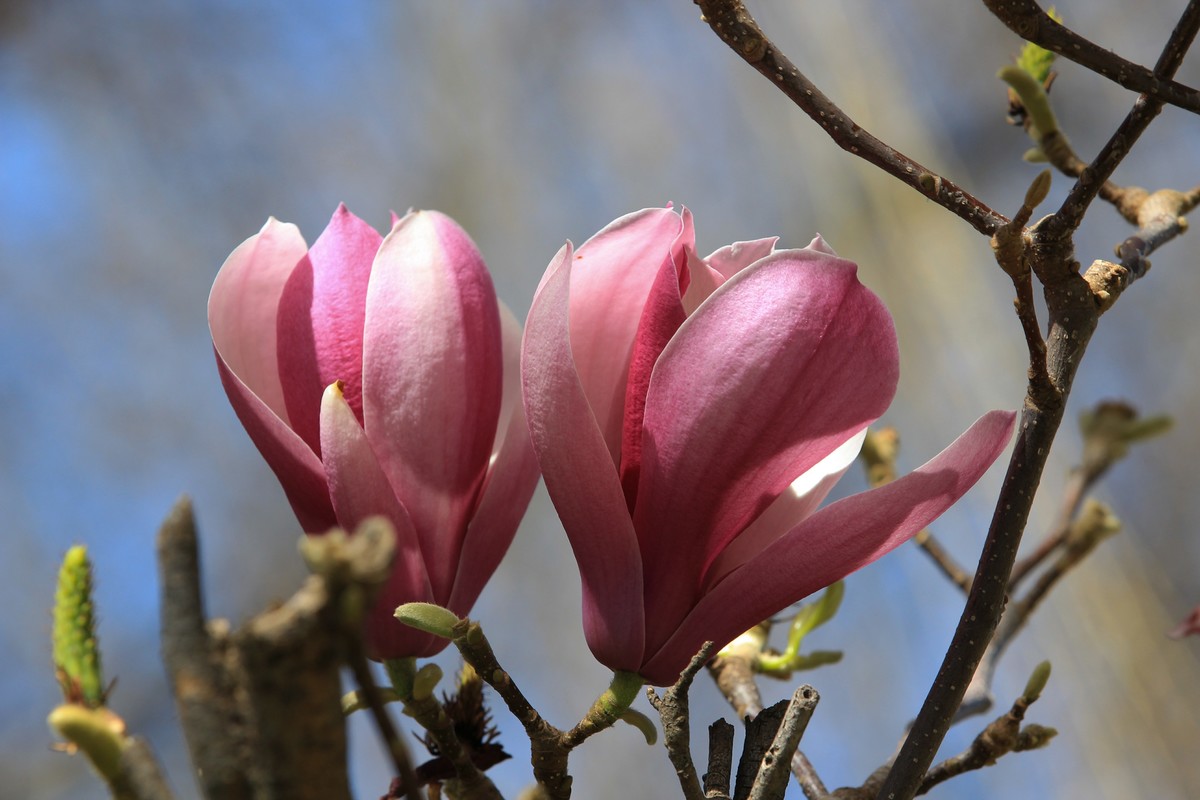 拍摄花卉一（478）