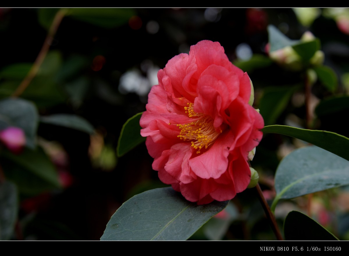 生态园拍花卉－山茶花