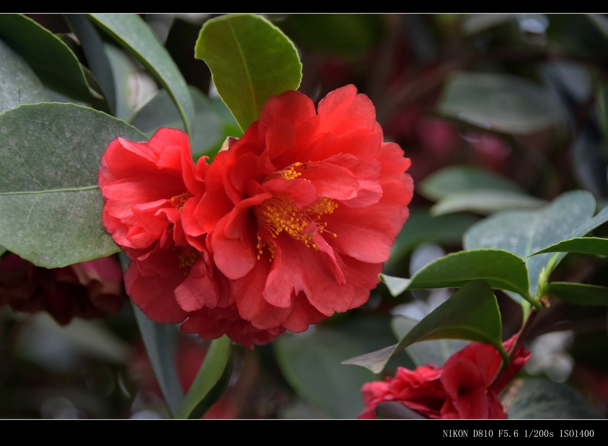 生态园拍花卉－山茶花