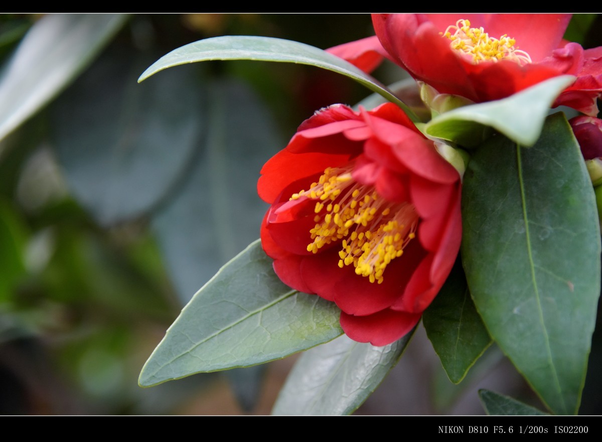 生态园拍花卉－山茶花