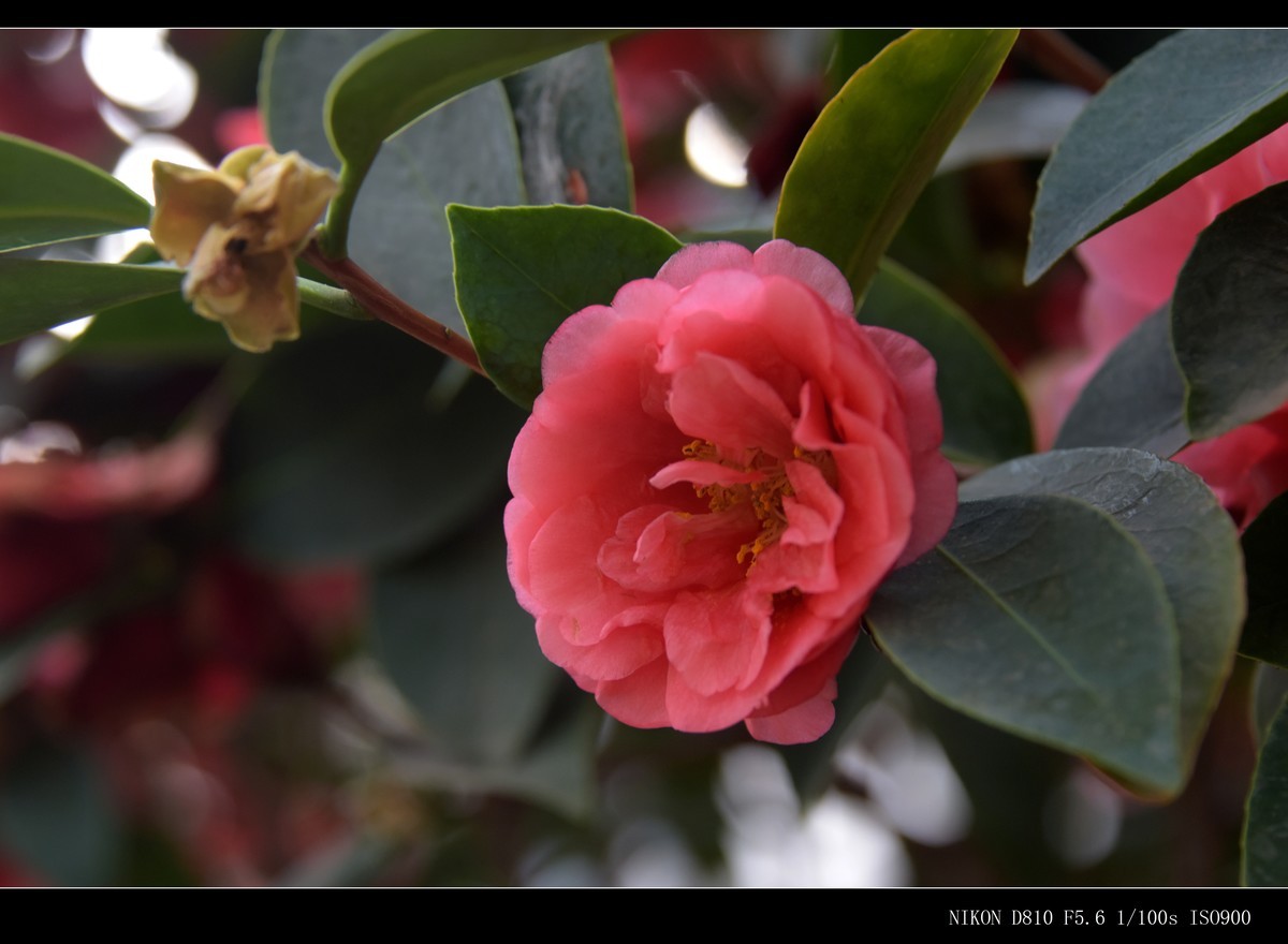 生态园拍花卉－山茶花