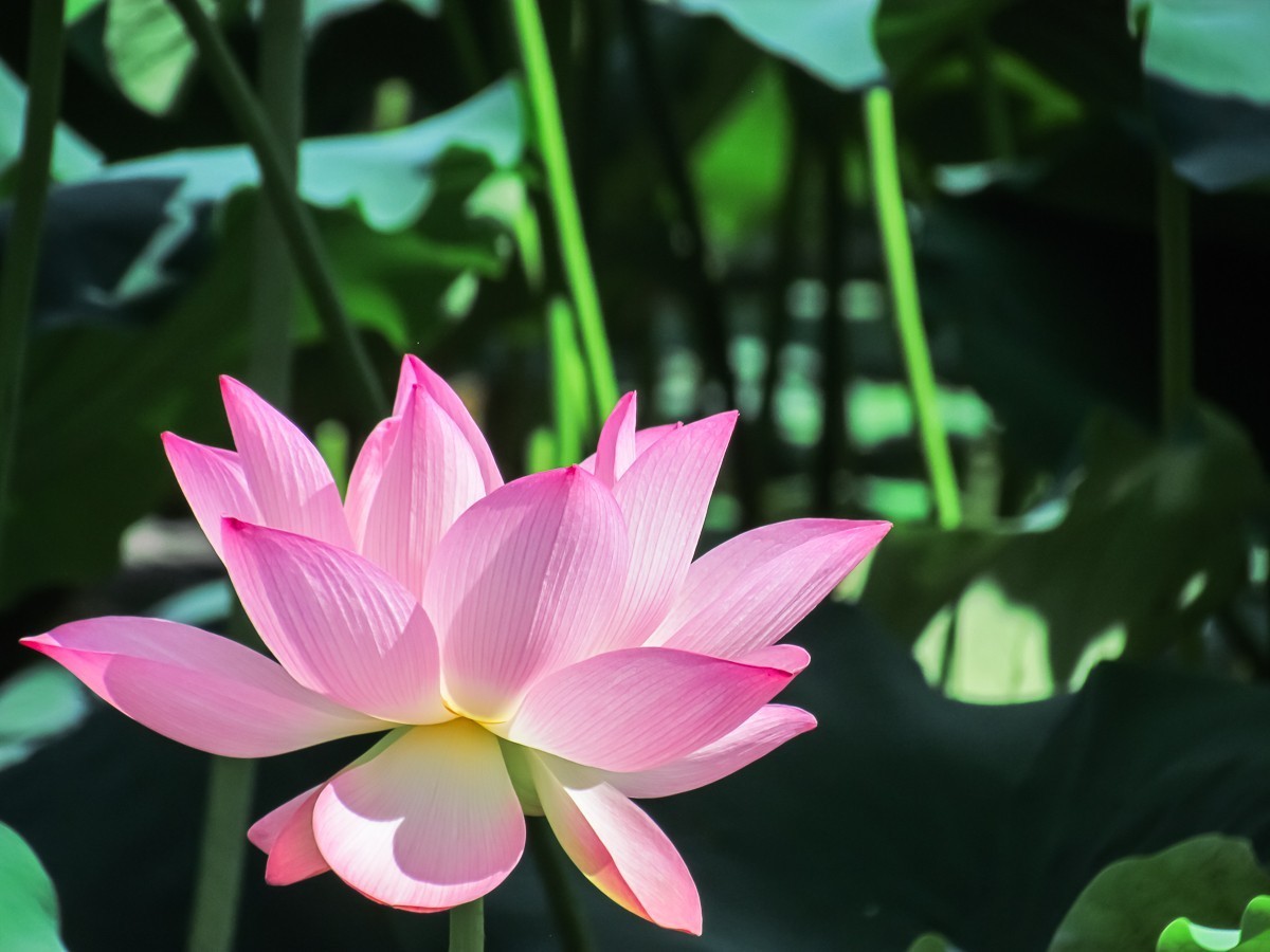 荷花