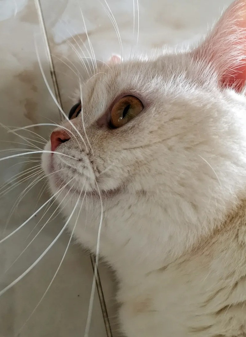 短毛猫和亚州猫