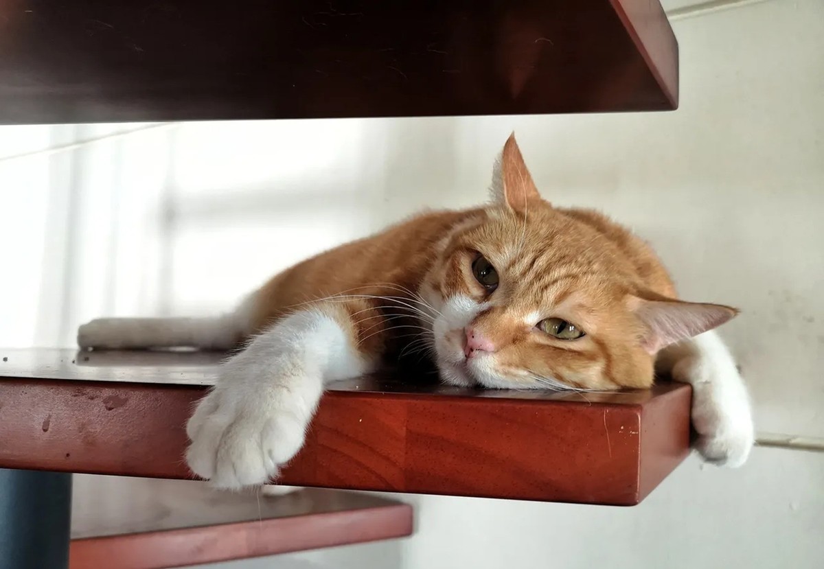 短毛猫和亚州猫