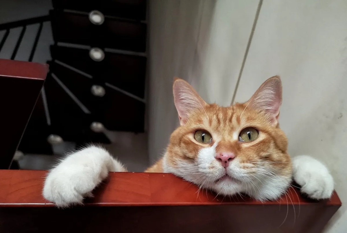 短毛猫和亚州猫