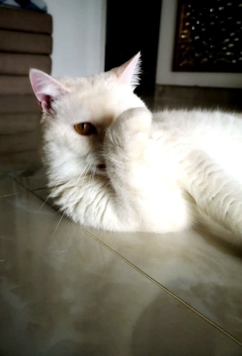 短毛猫和亚州猫