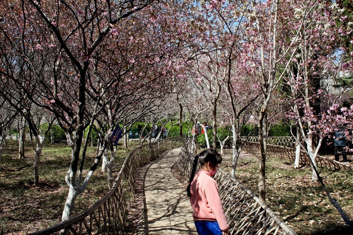 春天——公园景色