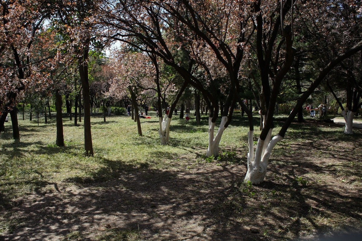 春天——公园景色