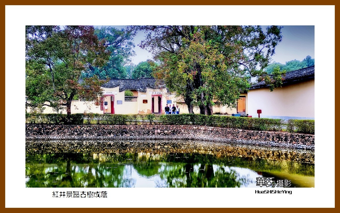 2021南行慢游江西040——红井景区古树成荫（赣州市瑞金沙洲坝）