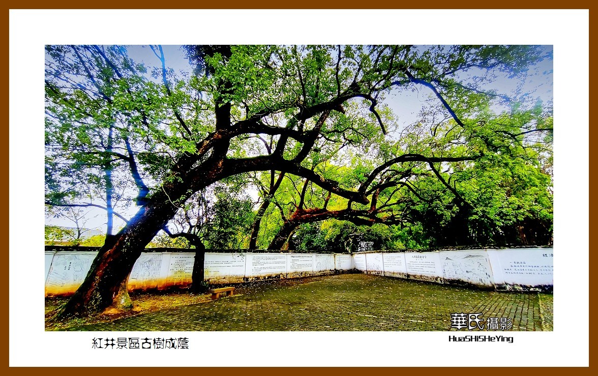 2021南行慢游江西040——红井景区古树成荫（赣州市瑞金沙洲坝）