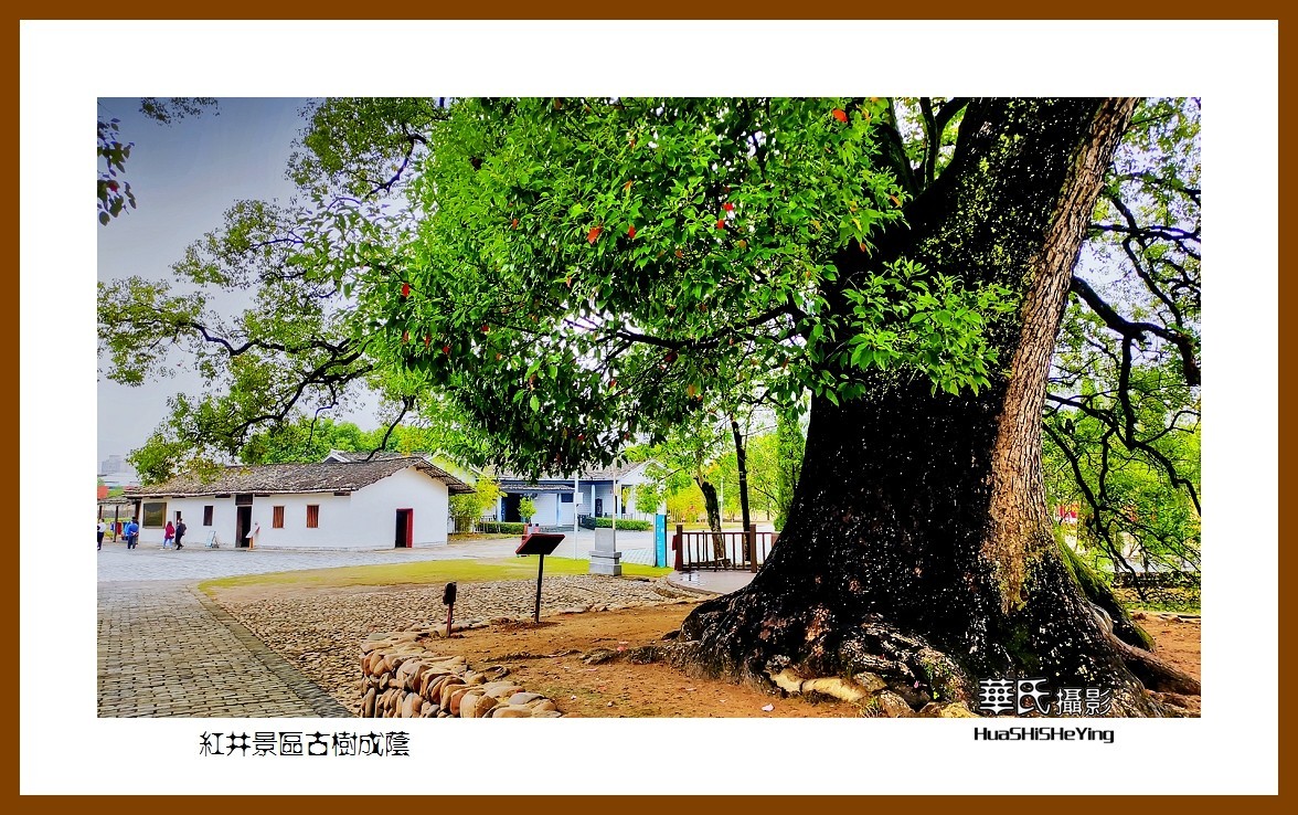 2021南行慢游江西040——红井景区古树成荫（赣州市瑞金沙洲坝）