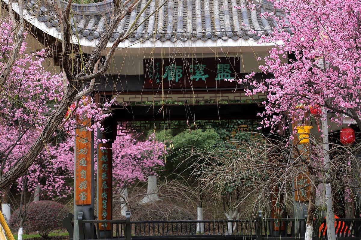 宫粉梅(6)