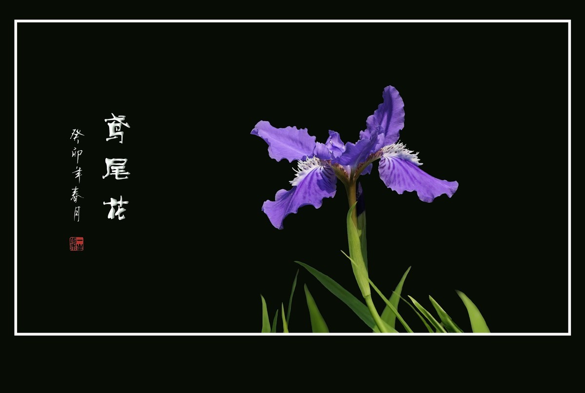 犹如紫蝶舞草间