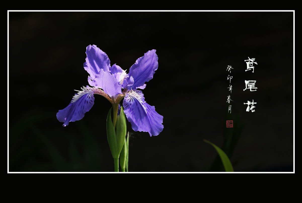 犹如紫蝶舞草间