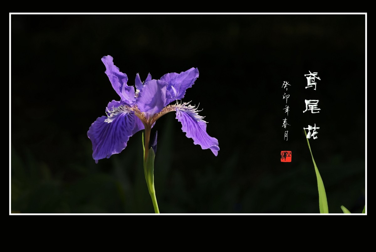 犹如紫蝶舞草间