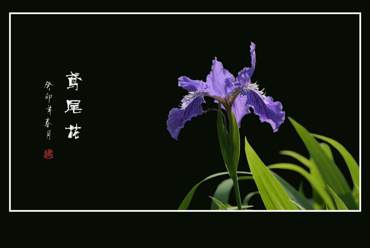 犹如紫蝶舞草间