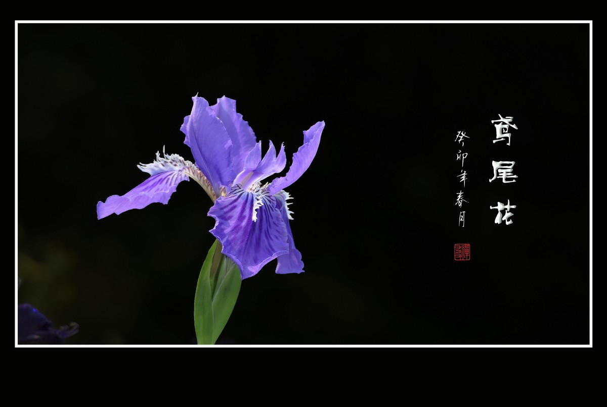 犹如紫蝶舞草间