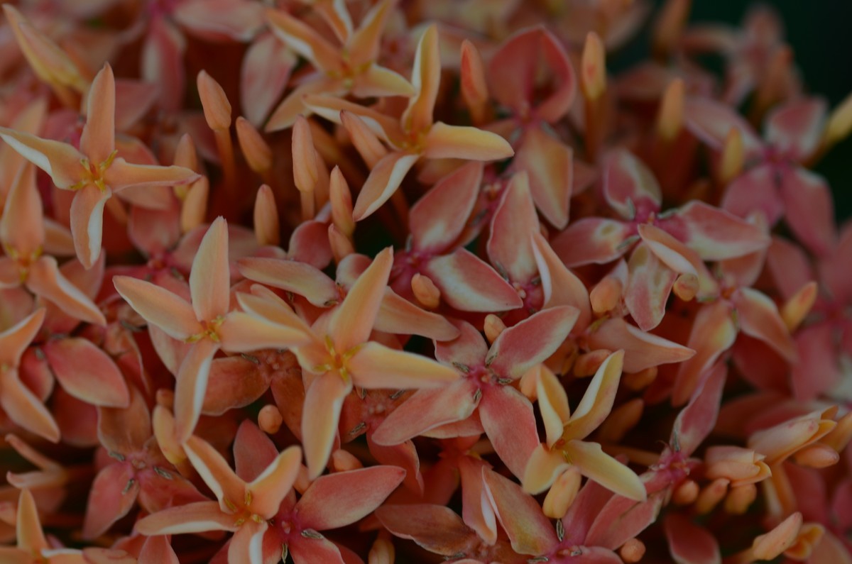 迷人的自然界色彩