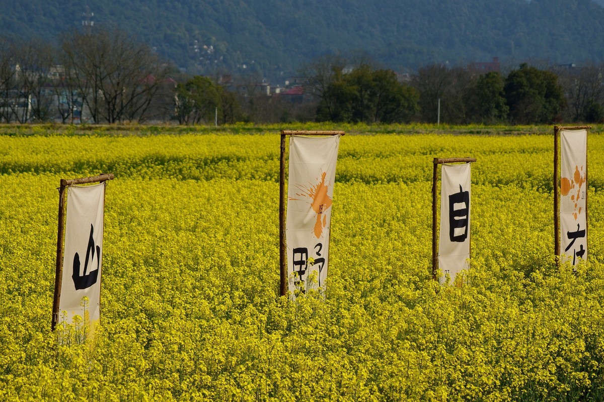 油菜花海中的书法