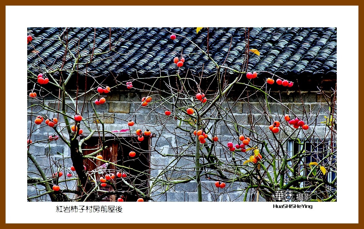 2021南行慢游（广西111）——红岩柿子村房前屋后（桂林市恭城县）