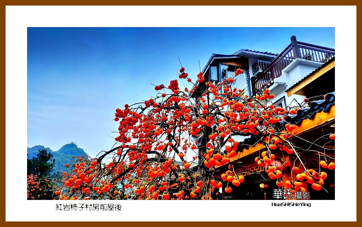 2021南行慢游（广西111）——红岩柿子村房前屋后（桂林市恭城县）