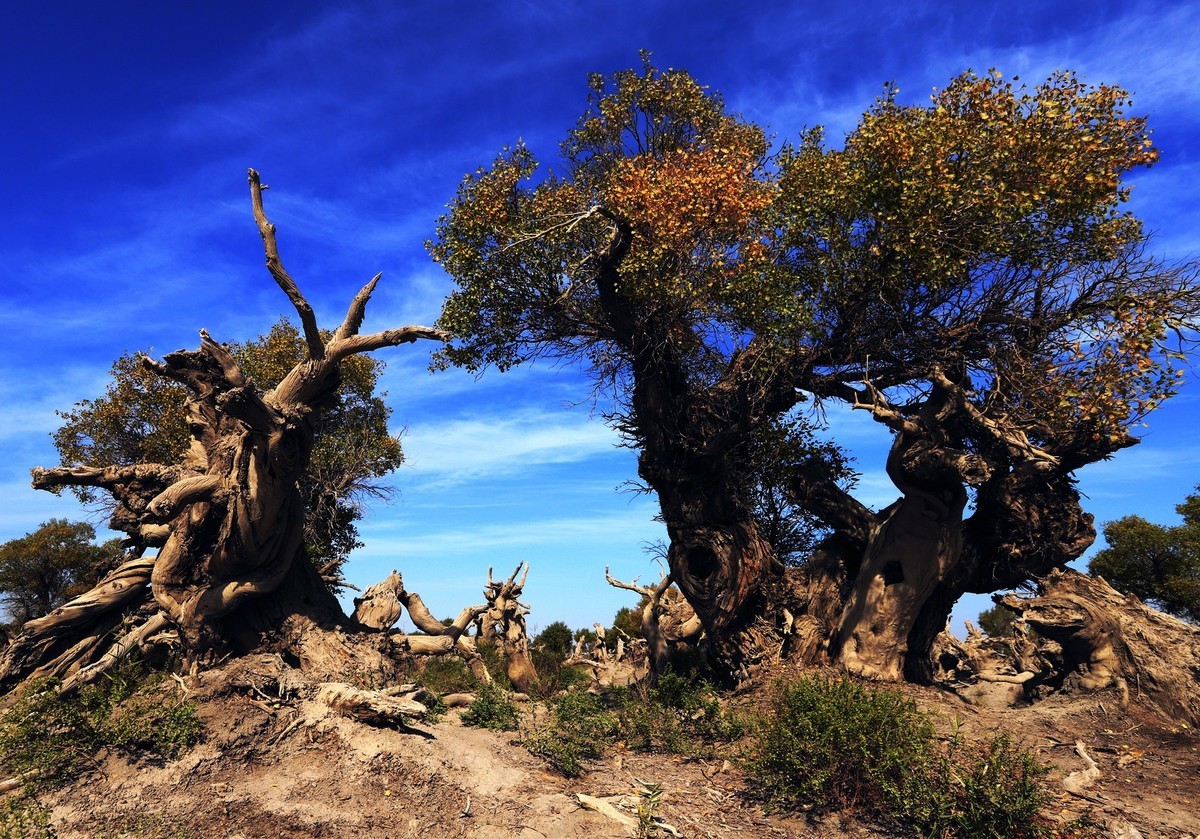 疑似进入了失落的世界（12）
