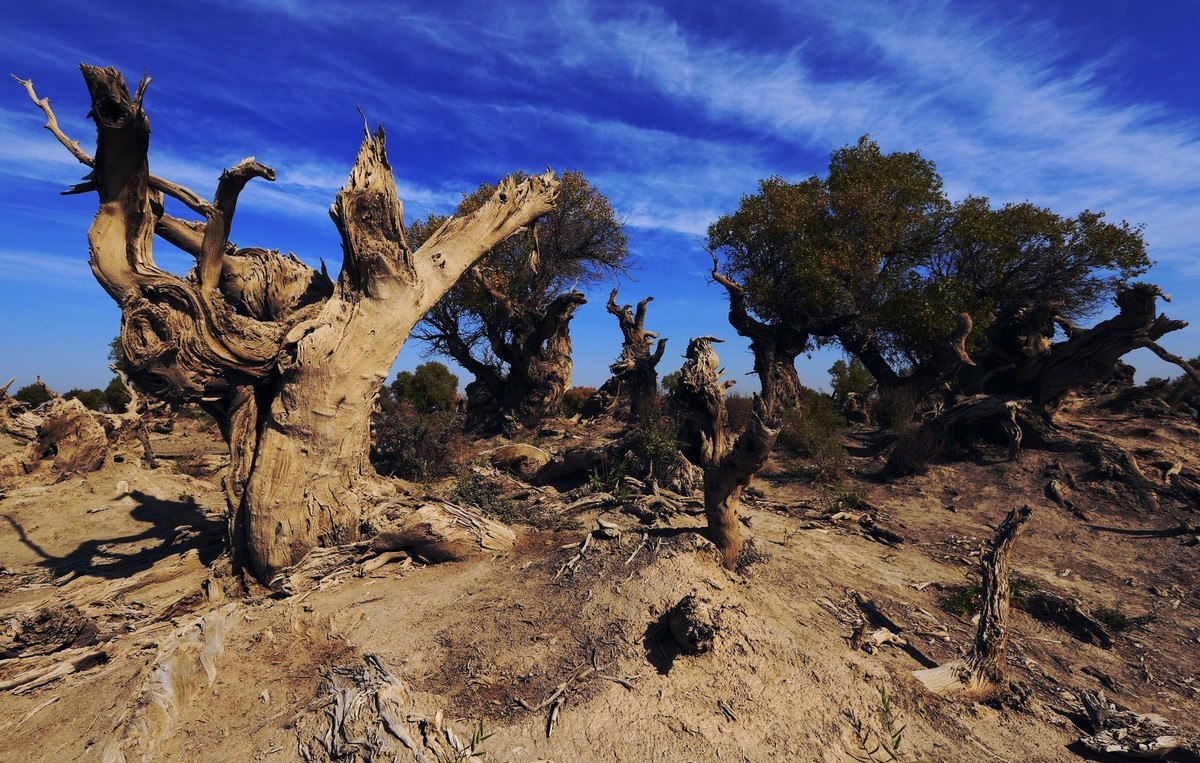 疑似进入了失落的世界（12）