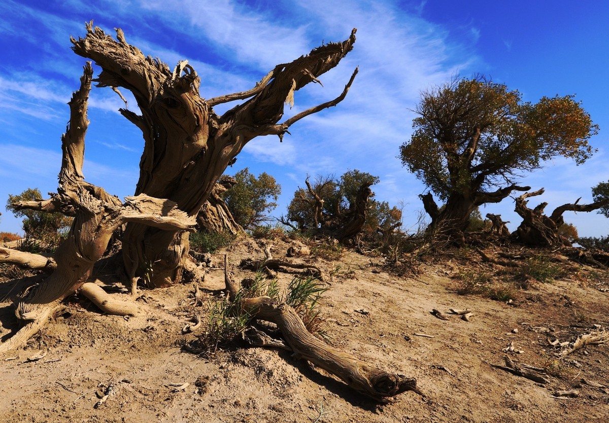 疑似进入了失落的世界（12）