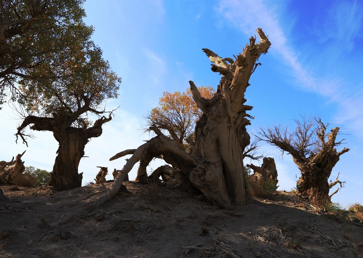疑似进入了失落的世界（12）