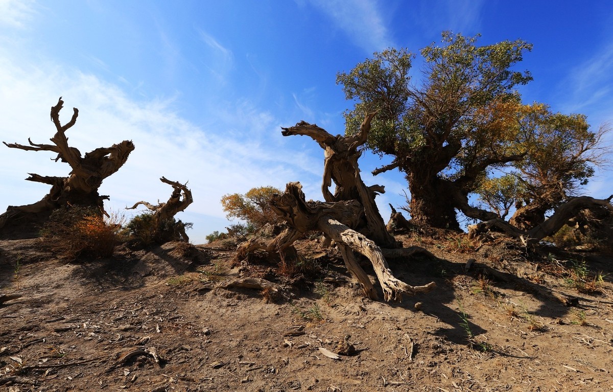 疑似进入了失落的世界（12）