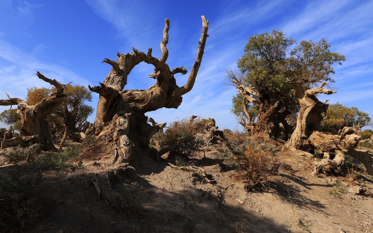 疑似进入了失落的世界（12）