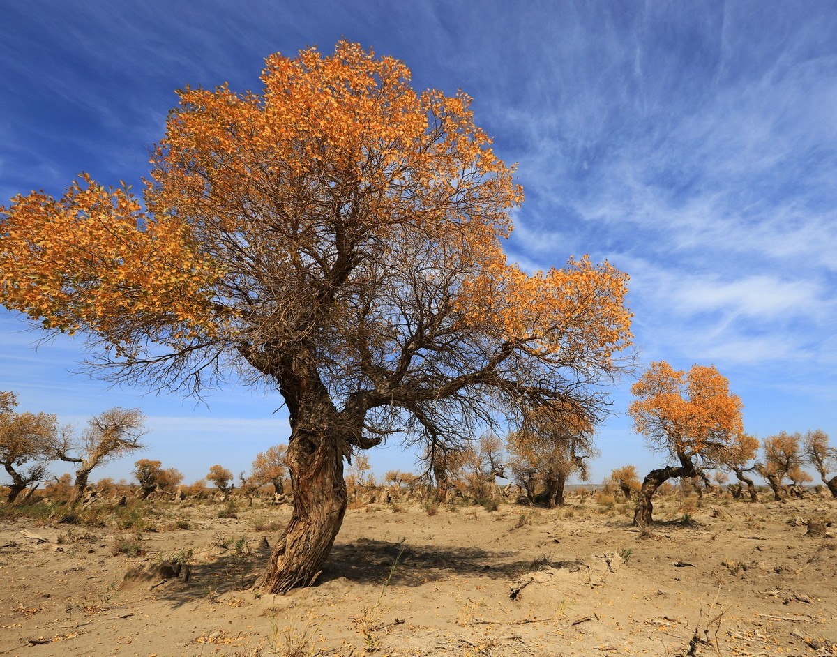疑似进入了失落的世界（12）