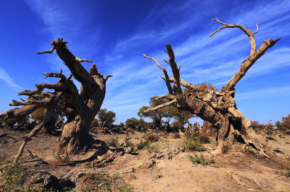 疑似进入了失落的世界（12）