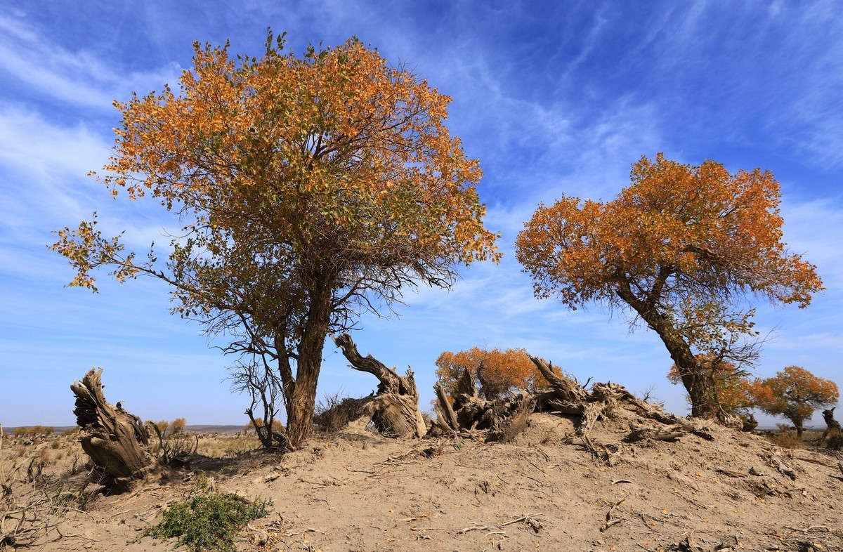 疑似进入了失落的世界（12）