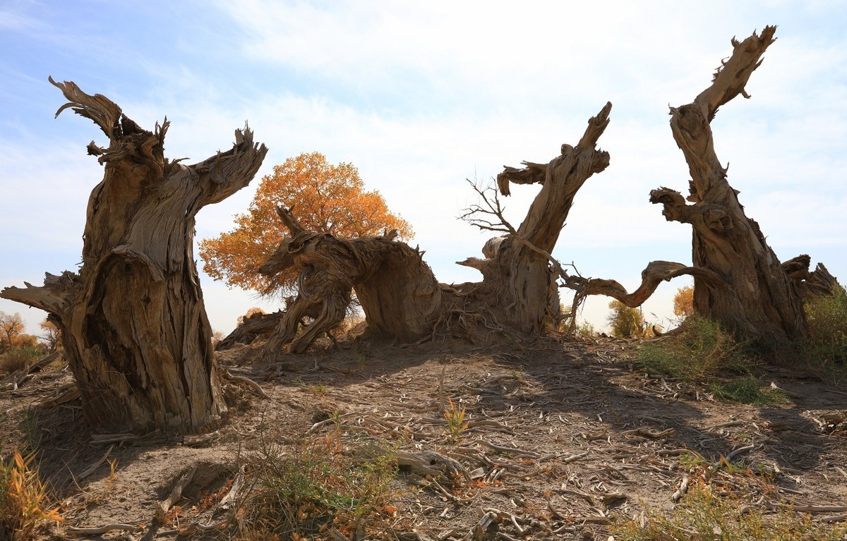 疑似进入了失落的世界（12）