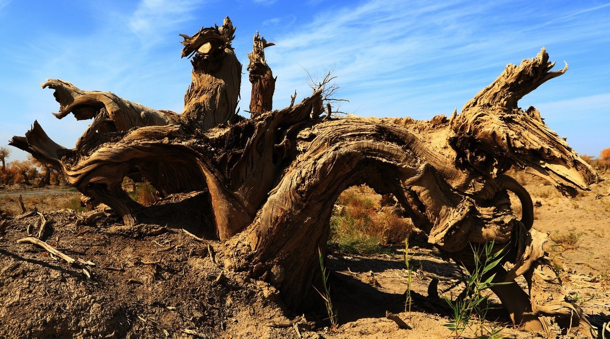 疑似进入了失落的世界（12）