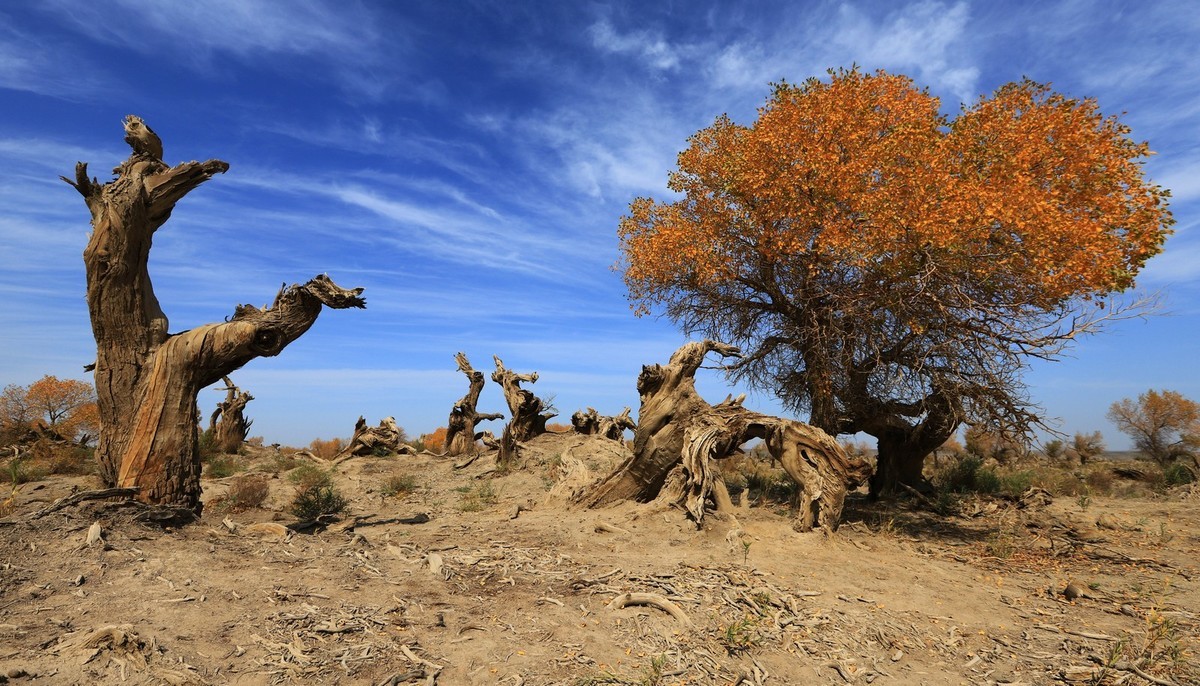 疑似进入了失落的世界（12）