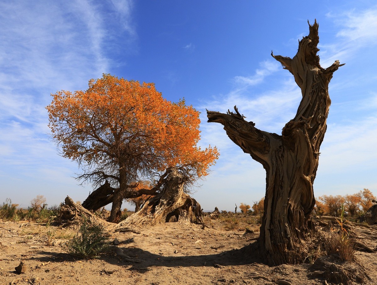 疑似进入了失落的世界（12）