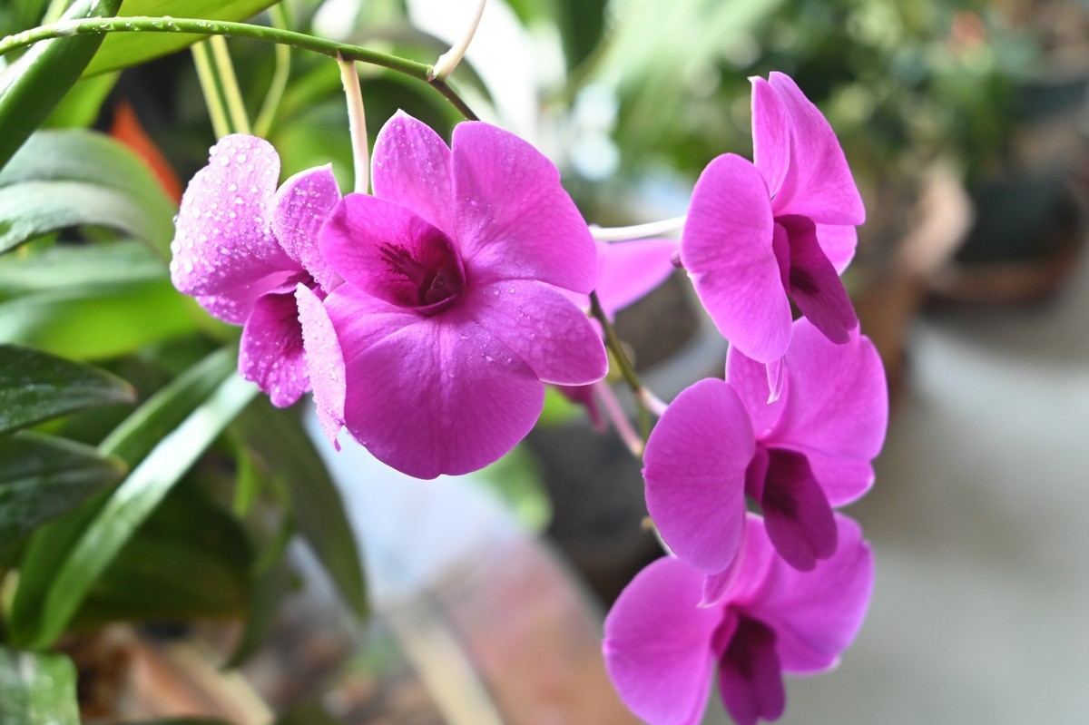 石斛花