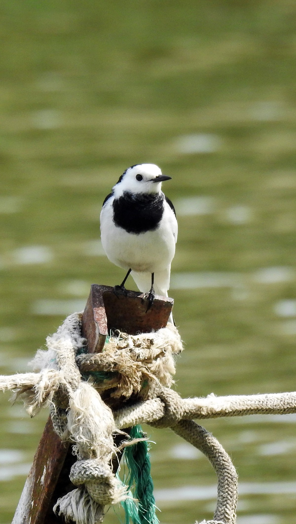 春眠不觉晓，处处闻啼鸟。