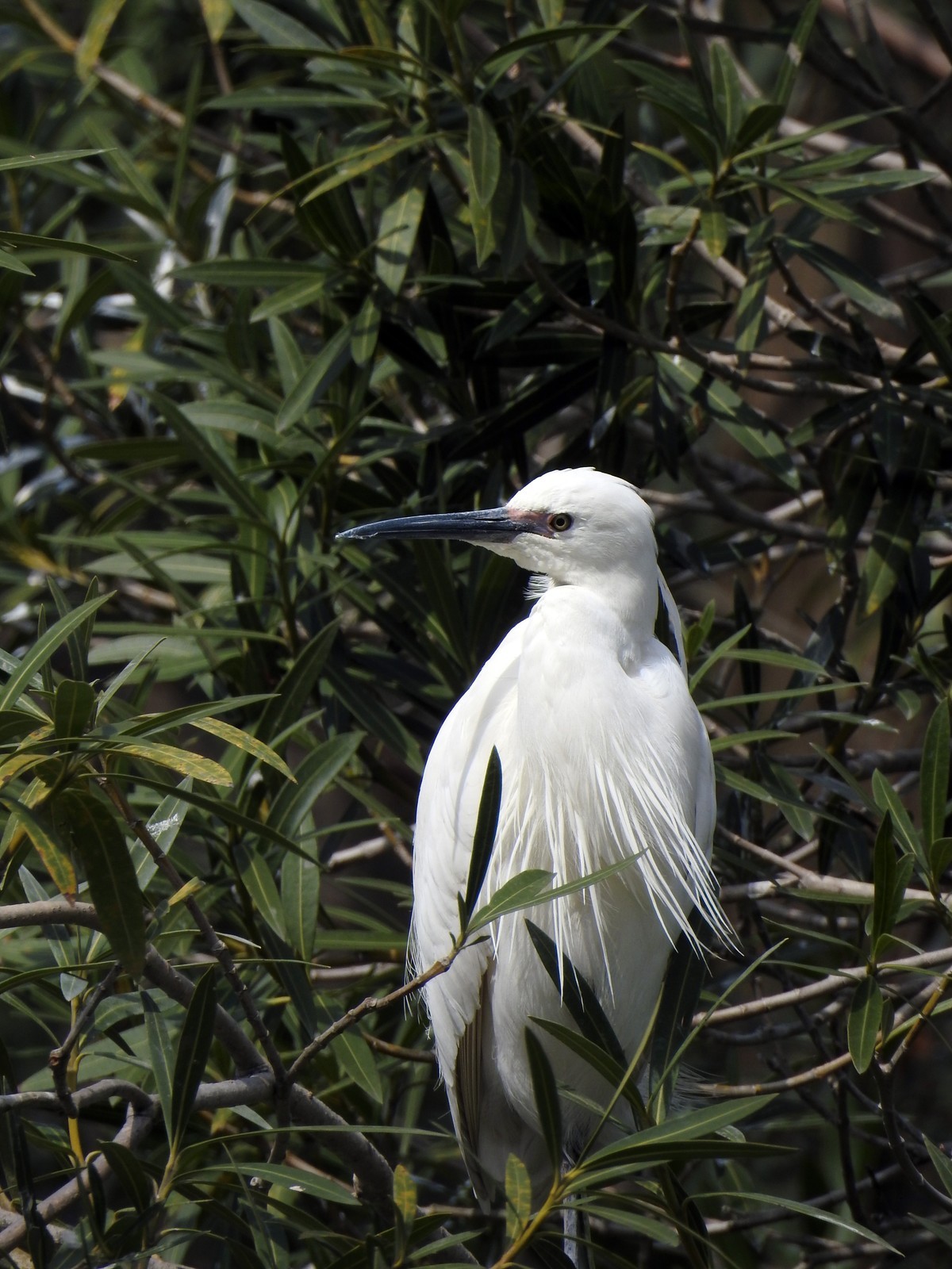 春眠不觉晓，处处闻啼鸟。