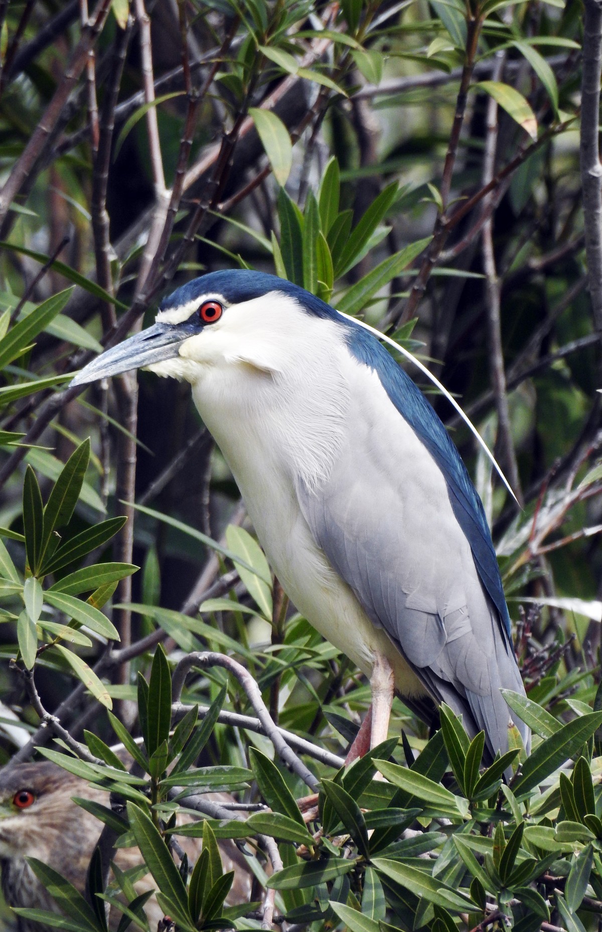 春眠不觉晓，处处闻啼鸟。