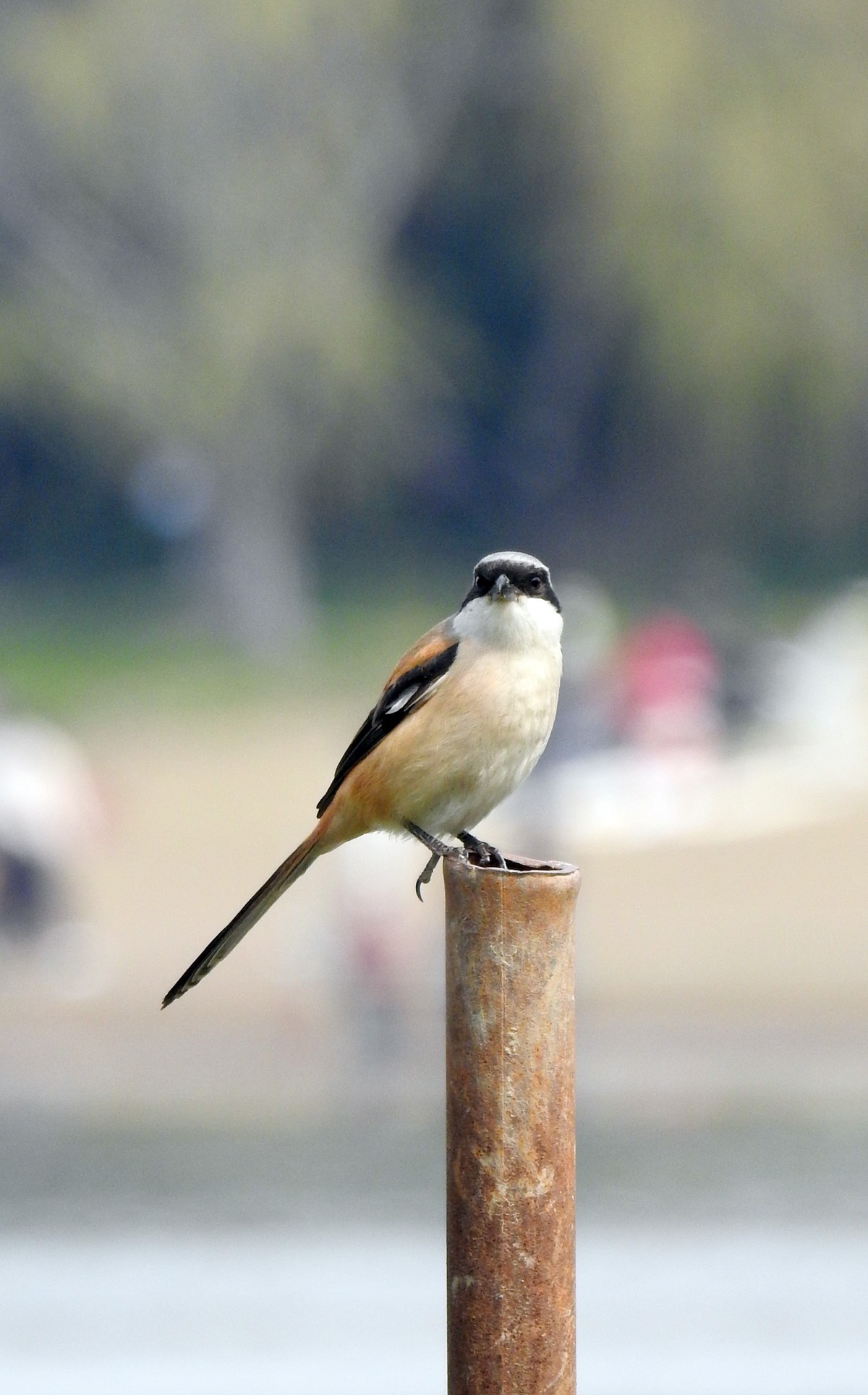 春眠不觉晓，处处闻啼鸟。