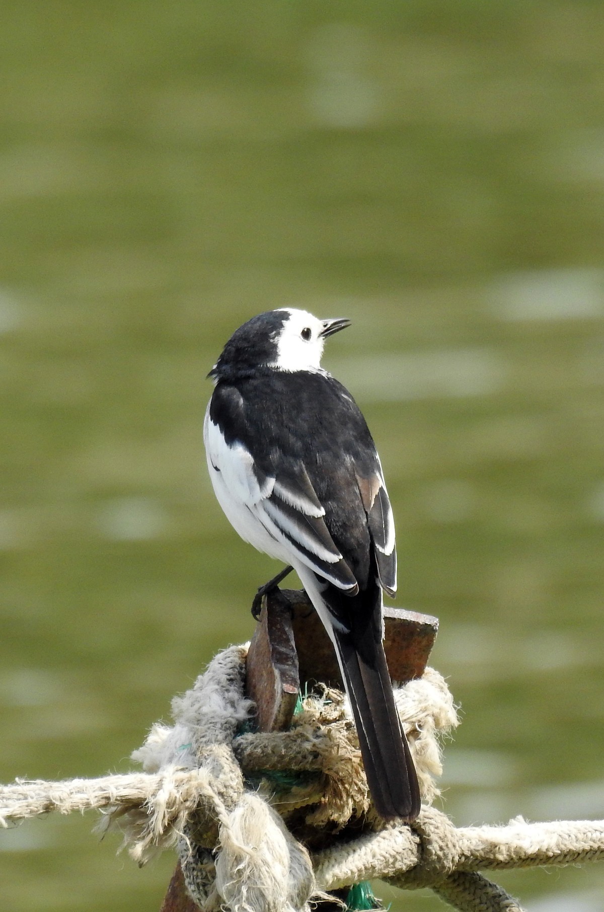 春眠不觉晓，处处闻啼鸟。